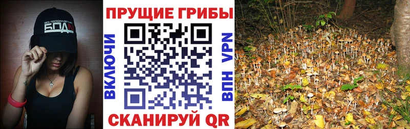Галлюциногенные грибы Psilocybe Видное